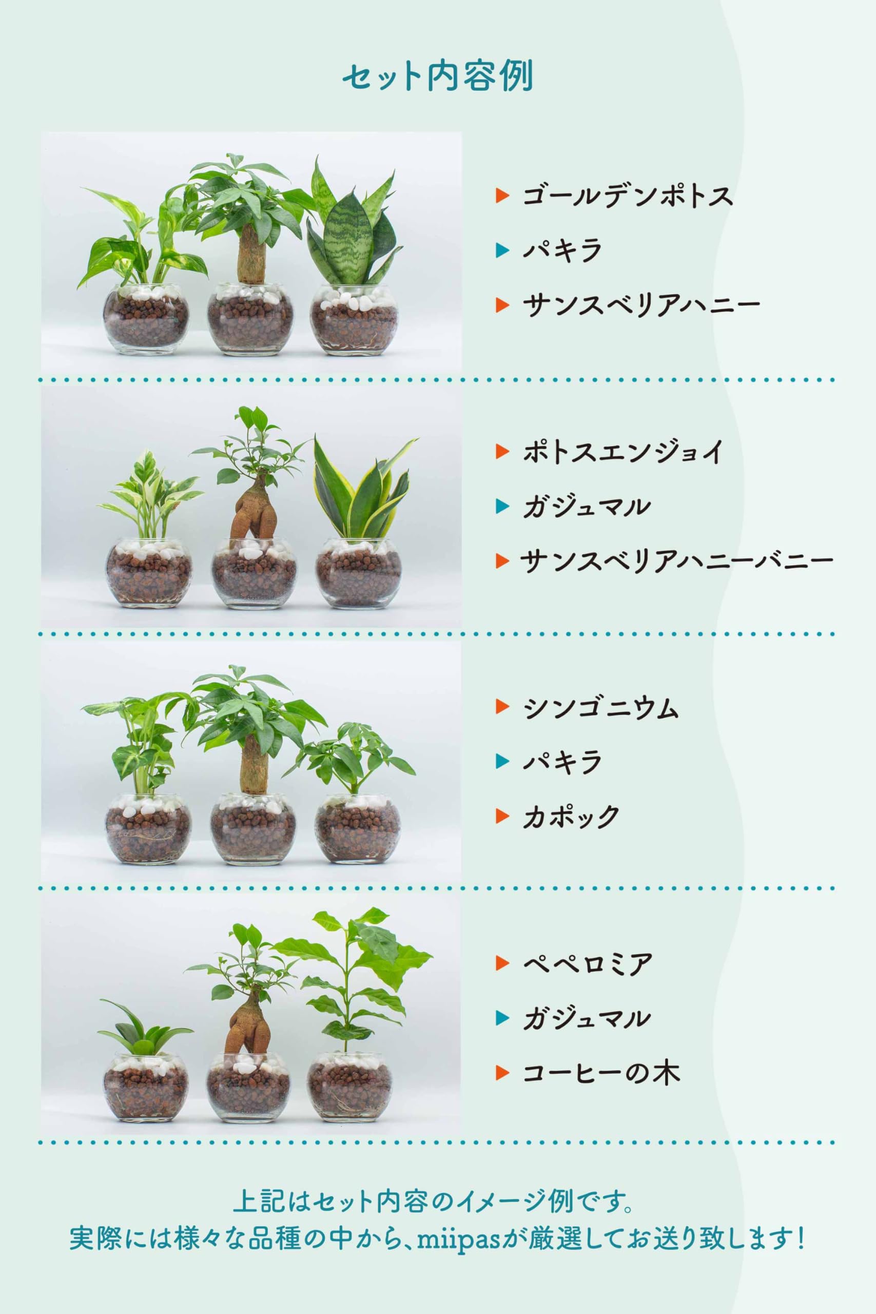 Amazon｜[ miipas ] 観葉植物 おまかせ3種セット 育て方説明書付き【何